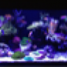 atlfishes