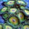 fishes2889