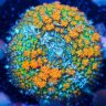 CherryCorals