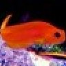 jeffblly