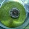 reefpeeper