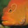 hawkfishman