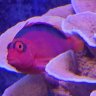 ReefGeezer