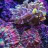Reefs of Space