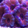 Danfish