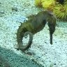 Kadens_marinefish