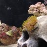 Fish4Sail