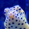 Prestigereef