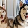 flreef_huskies