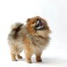 Pom Herder