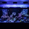 Two_Nano_Reefs