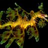 Phycodurus