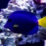 myreefstory