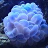 WussyBussyCoral