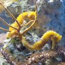 MTRC Seahorse Lady