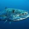 00Barracuda00