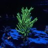 reefer_06374