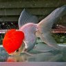 WVfishguy
