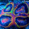 ReefdUp