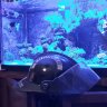 Firemanreefkeeper