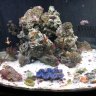Shawn biocube 32