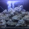 J'sreef