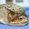 BurgerFish
