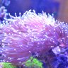 frisky_polyp4250