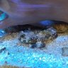 Joy's Reef