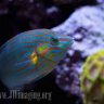 ReeferNtraining