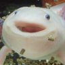 A Distinguished Axolotl