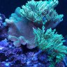 SusQ_Corals
