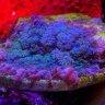 patyreef