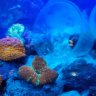 Reef magic 1
