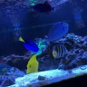 Fish_Addict