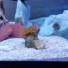 desertduck