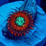 RH~reef