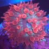 pardonmyreefing