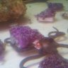 starfishy