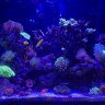 ReefyB
