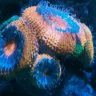 reefing_rob
