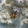 Islandreefs809