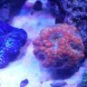 CoralCutlet