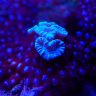 reef4u