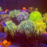 AquaCultureLife