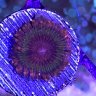 SoCalZoas