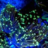EasternReef