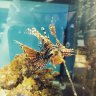 reefncj