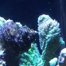 BigRedReefer MT