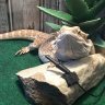 BeardedDragonLover